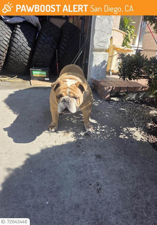 Found/Stray Male Dog last seen Clavelita Street and Veralee st , San Diego, CA 92154