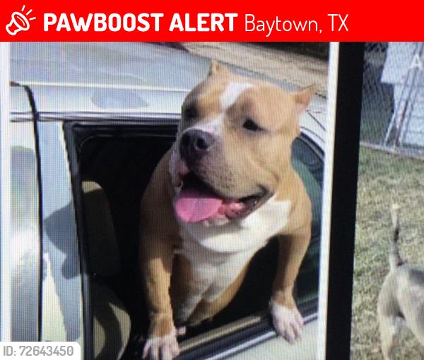 Lost Male Dog last seen By an old cvs, Baytown, TX 77521