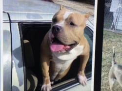 Lost Male Dog last seen By an old cvs, Baytown, TX 77521