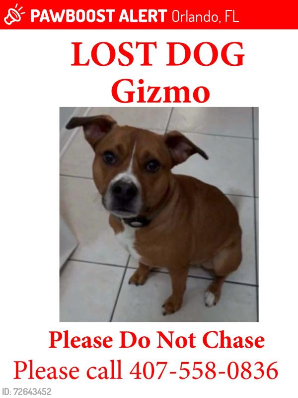 Lost Male Dog last seen Boneville Drive, Orlando, FL 32826