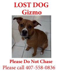 Lost Male Dog last seen Boneville Drive, Orlando, FL 32826