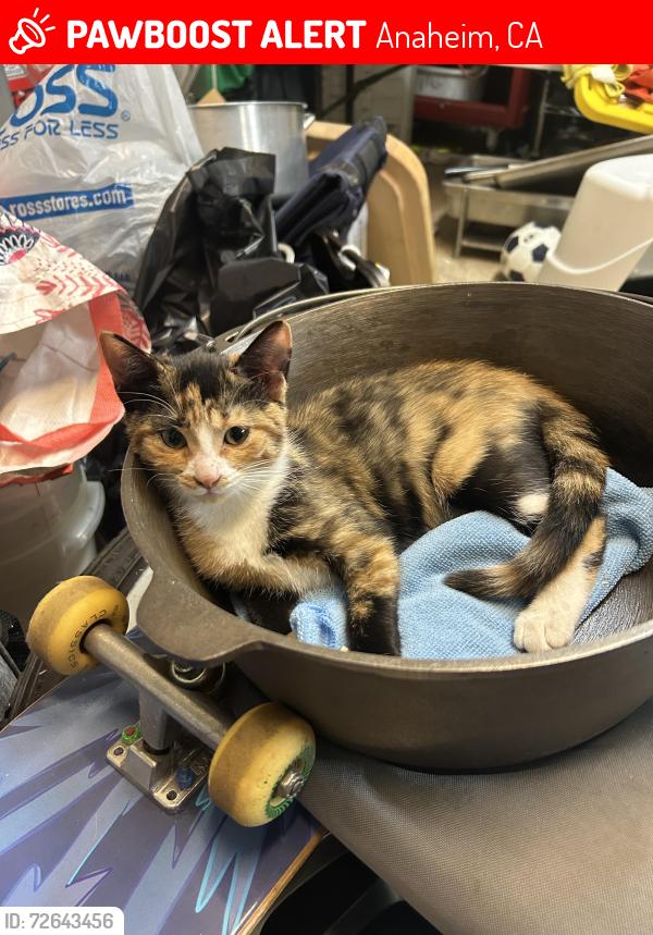 Lost Female Cat last seen Beacon and Trident nearby Barton Park , Anaheim, CA 92804