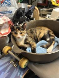 Lost Female Cat last seen Beacon and Trident nearby Barton Park , Anaheim, CA 92804