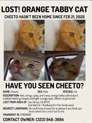 Lost Male Cat last seen Via verde, San Dimas, CA 91773