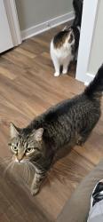 Lost Female Cat last seen Arbor Trace community, Lynn Haven, FL 32444