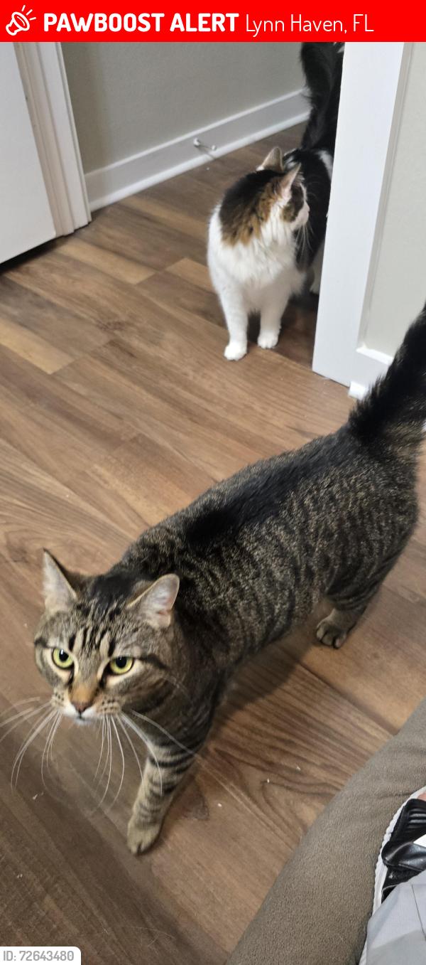 Lost Female Cat last seen Arbor Trace community, Lynn Haven, FL 32444
