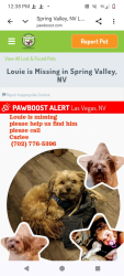 Lost Male Dog last seen Spring mtn and buffalo, Spring Valley, NV 89147