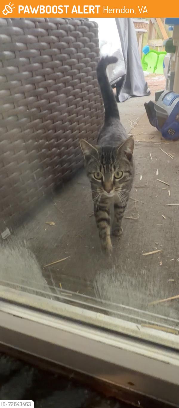 Found/Stray Male Cat last seen Parcher Ave, Herndon, VA 20170