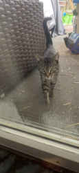 Found/Stray Male Cat last seen Parcher Ave, Herndon, VA 20170