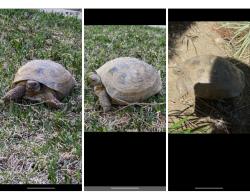 Found/Stray Unknown Reptile last seen Route 66 and Glendora Ave, Glendora, CA 91740