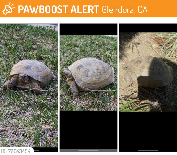 Found/Stray Unknown Reptile last seen Route 66 and Glendora Ave, Glendora, CA 91740