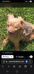 Lost Male Dog last seen In and out burgers on sunrise, Rancho Cordova, CA 95670