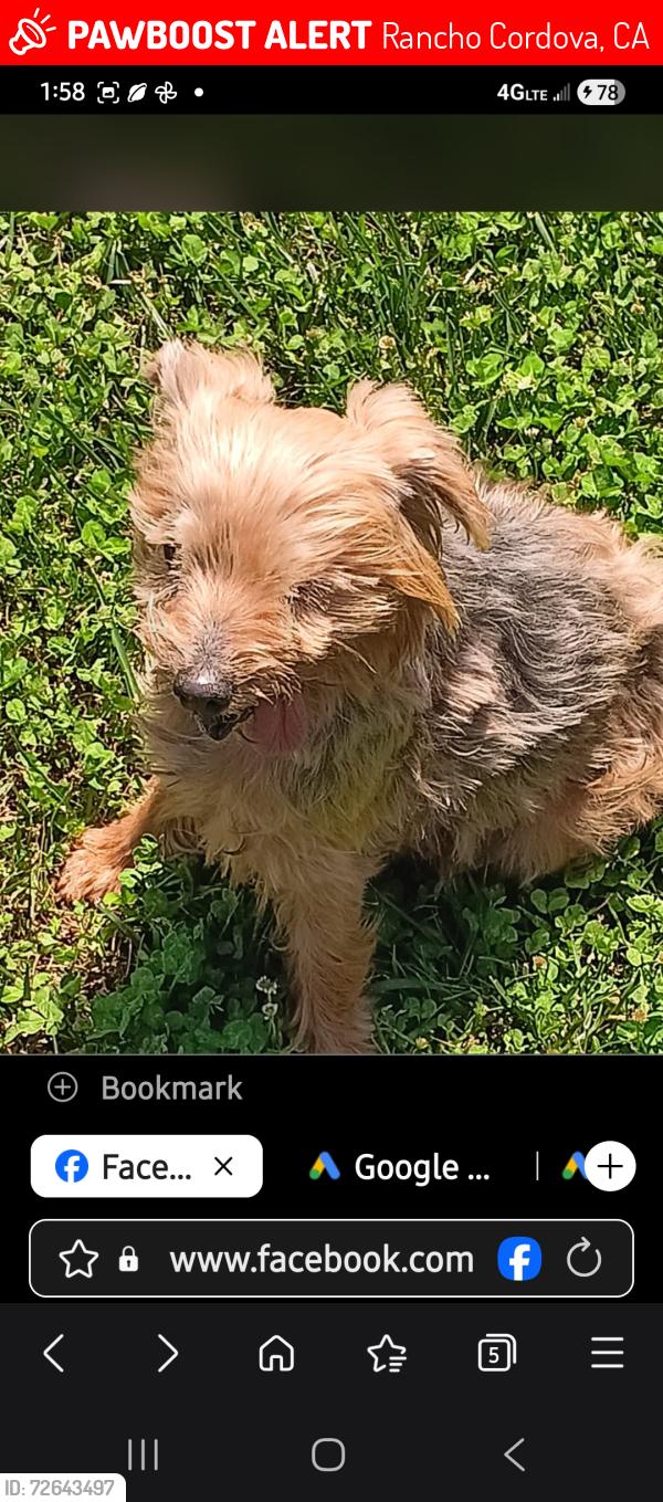 Lost Male Dog last seen In and out burgers on sunrise, Rancho Cordova, CA 95670