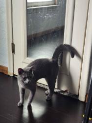 Found/Stray Female Cat last seen White and Idaho Street by Raymer School, Northwood, OH 43605