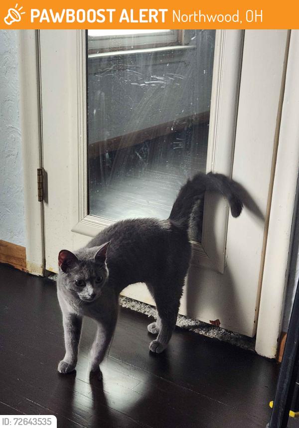 Found/Stray Female Cat last seen White and Idaho Street by Raymer School, Northwood, OH 43605