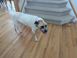 Found/Stray Female Dog last seen Baseline and 119th Street, Lafayette, CO 80026