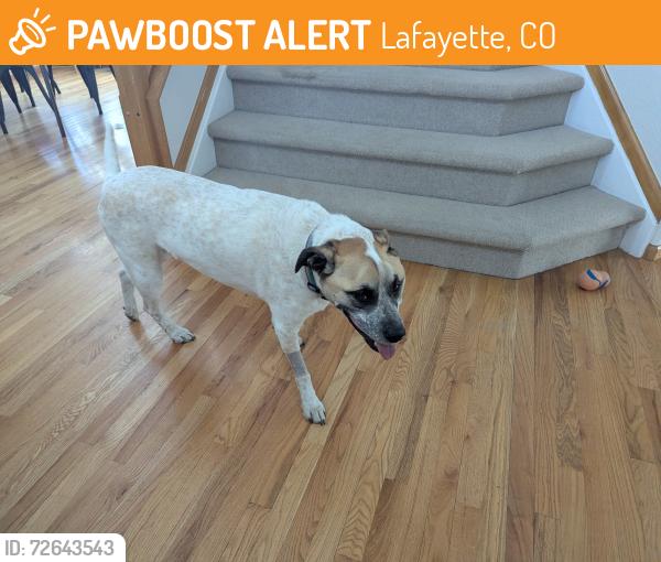 Found/Stray Female Dog last seen Baseline and 119th Street, Lafayette, CO 80026