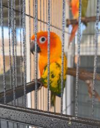 Lost Male Bird last seen flat creek ln dickinson tx 77539, League City, TX 77539