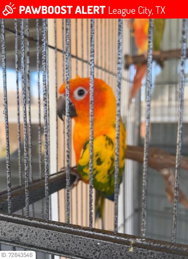 Lost Male Bird last seen flat creek ln dickinson tx 77539, League City, TX 77539