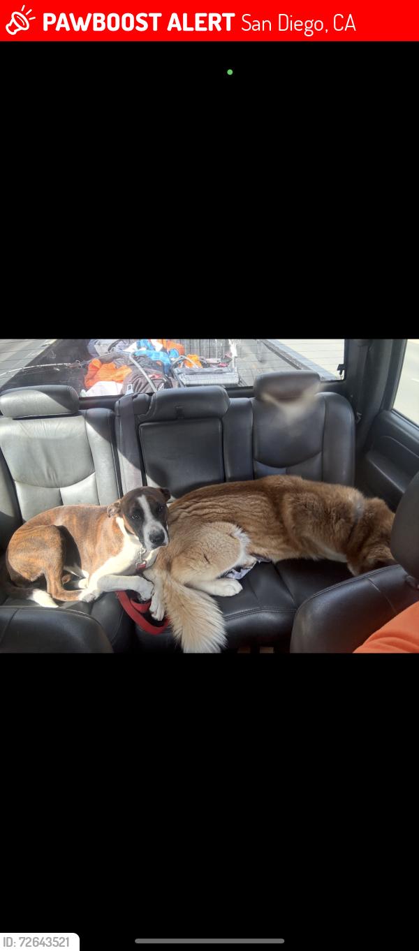 Lost Male Dog last seen Dabny , San Diego, CA 92126