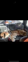 Lost Male Dog last seen Dabny , San Diego, CA 92126