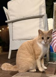Lost Male Cat last seen Blairmont Crescent, Tarneit area. Outside our driveway , Tarneit, VIC 3029
