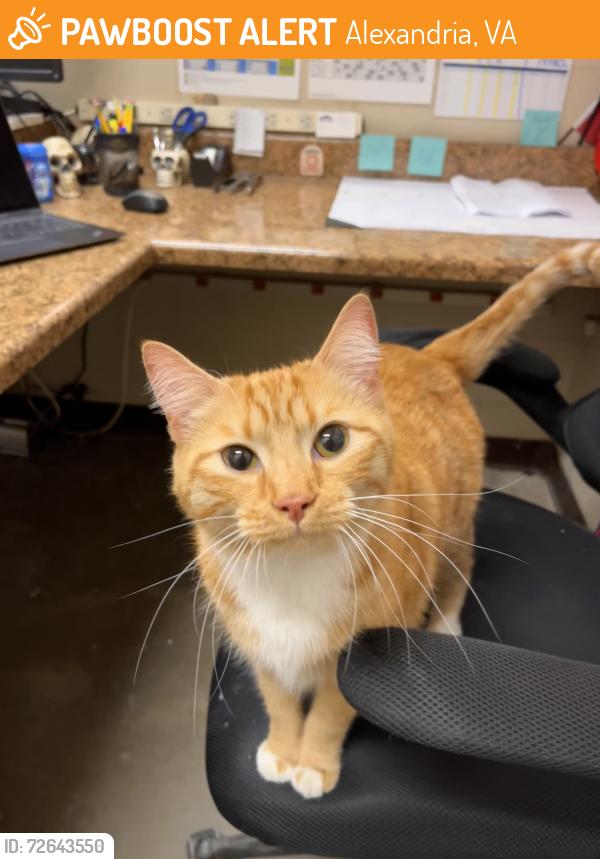 Found/Stray Male Cat last seen Route 1 and Beacon Hill, Alexandria, VA 22306