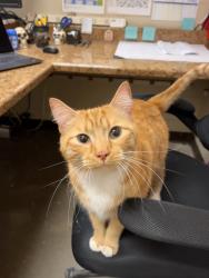Found/Stray Male Cat last seen Route 1 and Beacon Hill, Alexandria, VA 22306