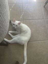 Lost Male Cat last seen Diamond Point Ln, Frisco, TX 75034