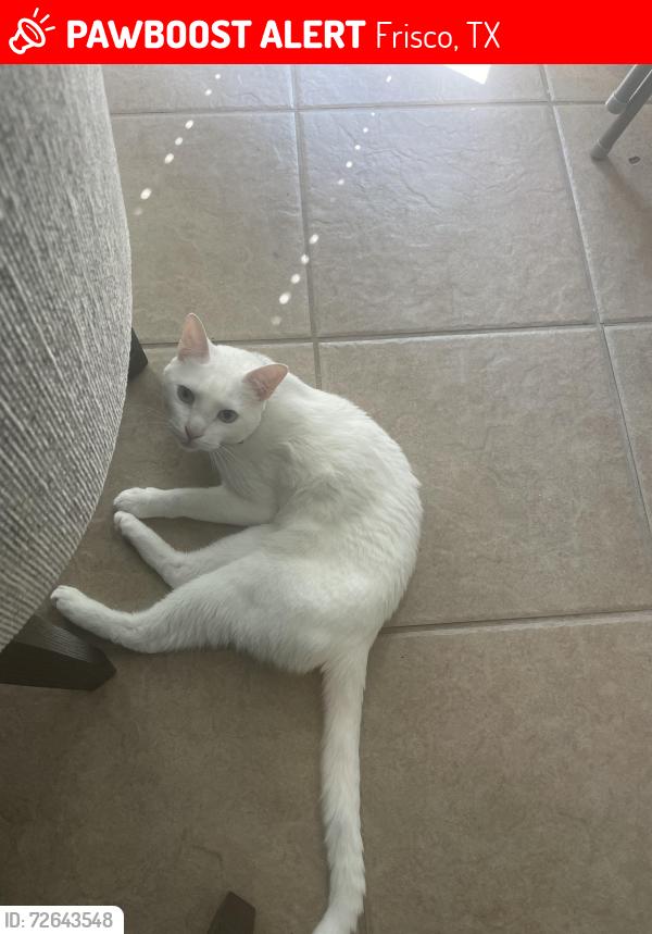 Lost Male Cat last seen Diamond Point Ln, Frisco, TX 75034