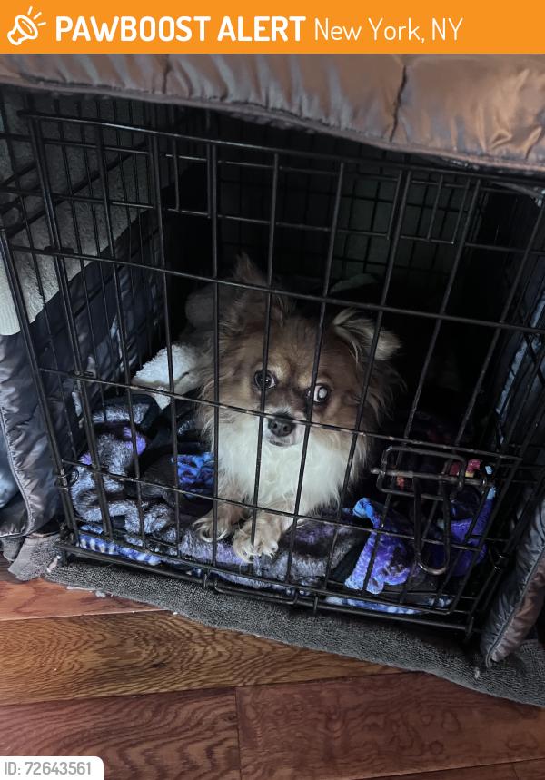 Found/Stray Unknown Dog last seen W. Clinton, New York, NY 10036