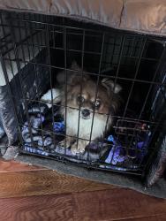 Found/Stray Unknown Dog last seen W. Clinton, New York, NY 10036