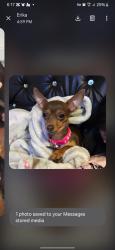 Lost Female Dog last seen E 78 street, Los Angeles, CA 90003