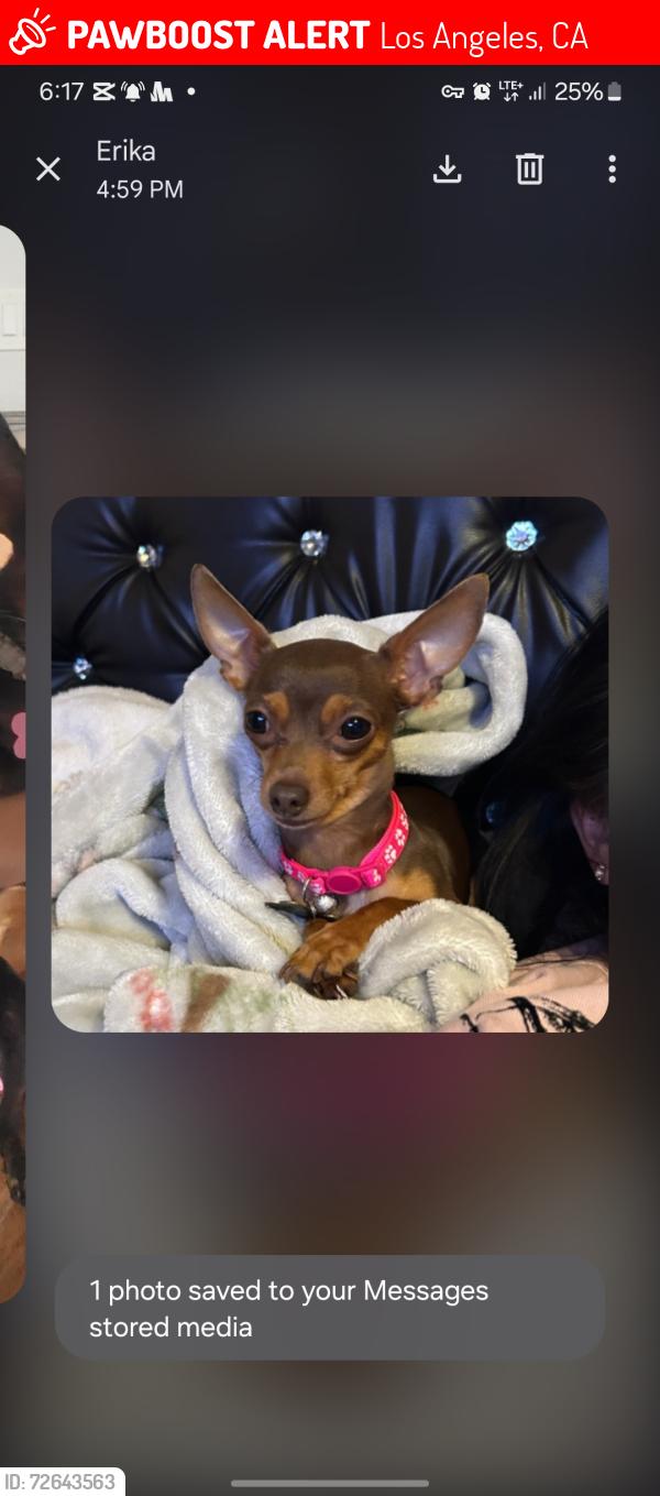 Lost Female Dog last seen E 78 street, Los Angeles, CA 90003