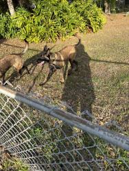 Found/Stray Unknown Dog last seen Lake blue and highlsnds, Lake Placid, FL 33852
