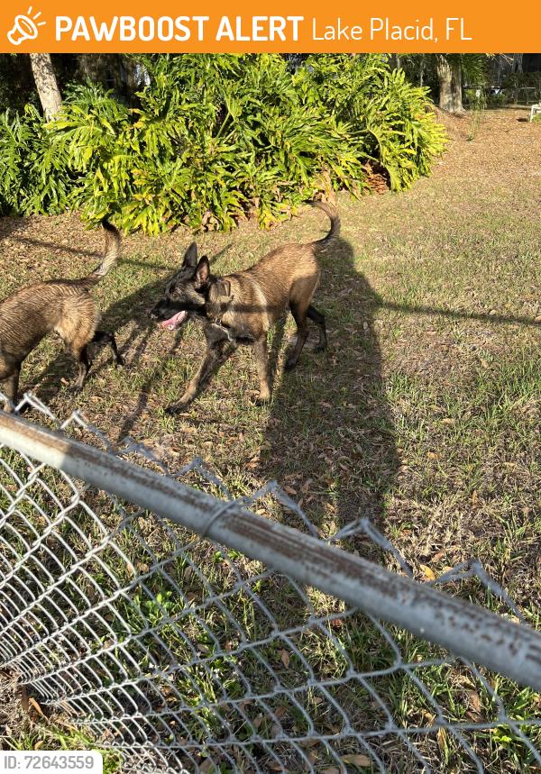 Found/Stray Unknown Dog last seen Lake blue and highlsnds, Lake Placid, FL 33852