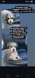 Lost Female Dog last seen Sloan ave and alondra blvd, Compton, CA 90221