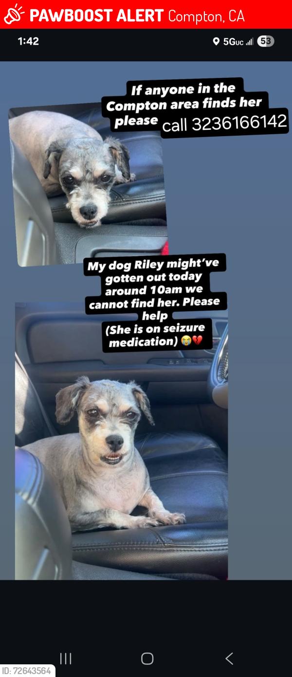 Lost Female Dog last seen Sloan ave and alondra blvd, Compton, CA 90221