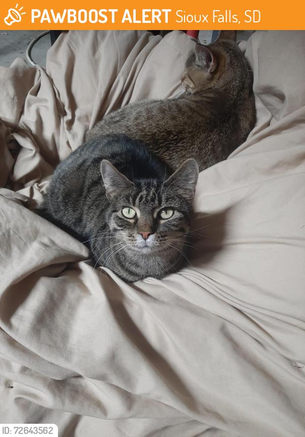 Found/Stray Unknown Cat last seen 67st , Sioux Falls, SD 57104