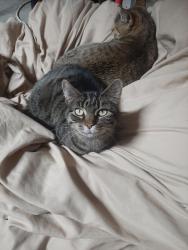 Found/Stray Unknown Cat last seen 67st , Sioux Falls, SD 57104