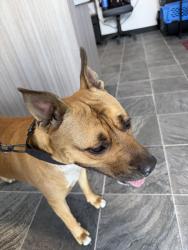 Found/Stray Female Dog last seen Drew street and Terrace Drive East, Clearwater, FL 33765