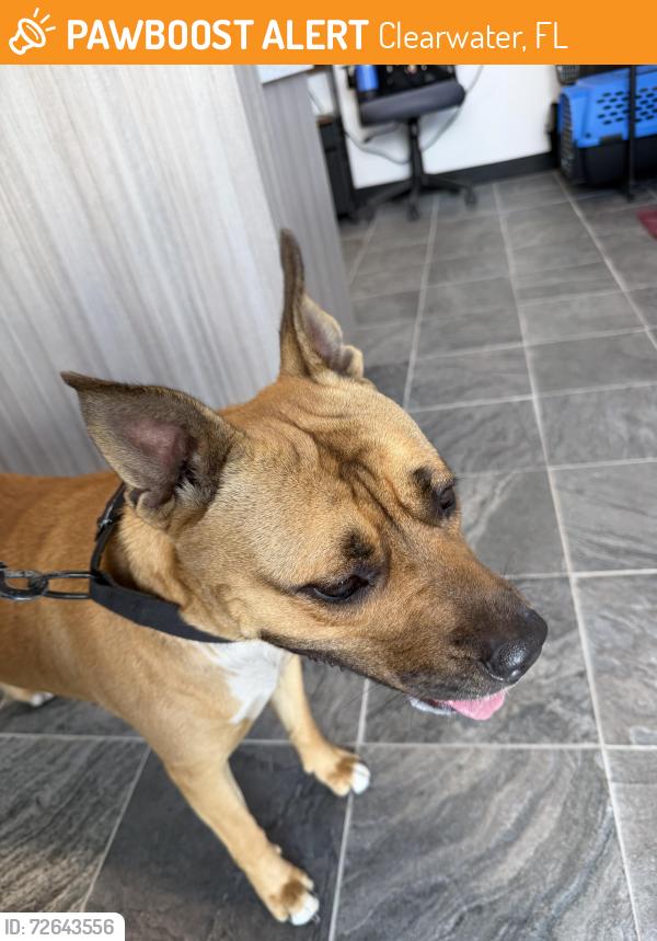 Found/Stray Female Dog last seen Drew street and Terrace Drive East, Clearwater, FL 33765