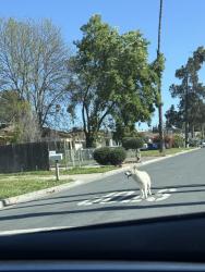 Found/Stray Unknown Dog last seen Large white dog seen crossing california st at via san jose. Still roaming, Riverside, CA 92507