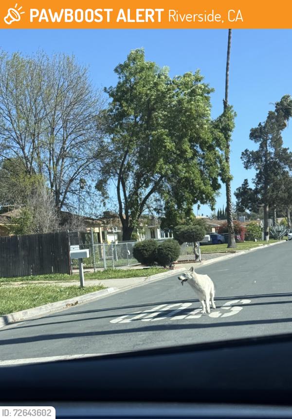 Found/Stray Unknown Dog last seen Large white dog seen crossing california st at via san jose. Still roaming, Riverside, CA 92507