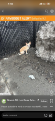 Lost Male Dog last seen North 11th st & Davenport , Newark, NJ 07107
