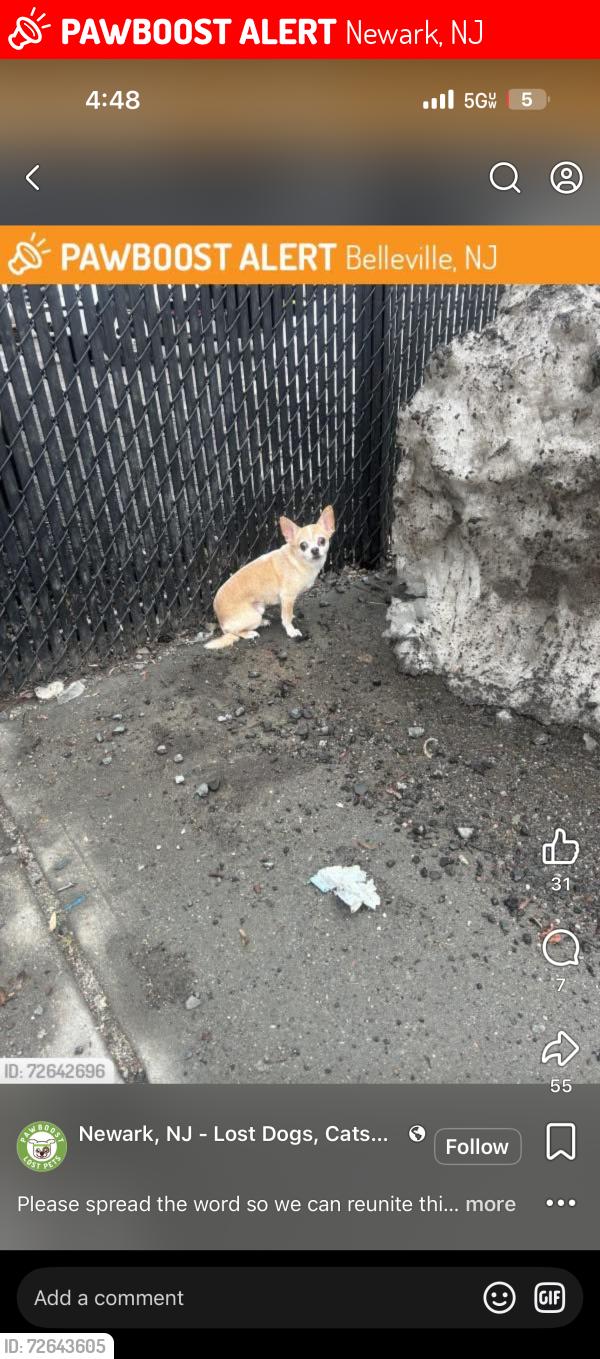 Lost Male Dog last seen North 11th st & Davenport , Newark, NJ 07107