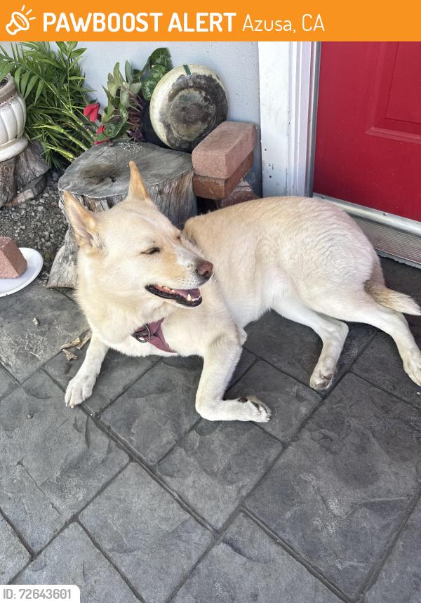 Found/Stray Female Dog last seen Near high school , Azusa, CA 91702
