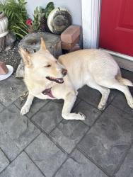 Found/Stray Female Dog last seen Near high school , Azusa, CA 91702