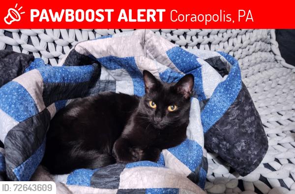 Lost Female Cat last seen Wood Street, Coraopolis, PA 15108