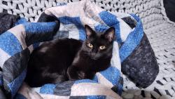 Lost Female Cat last seen Wood Street, Coraopolis, PA 15108